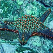 Offro lezioni private per materie umanistiche ossia italiano, filosofia, storia e sociologia. Inoltre mi propongo come insegnante d'italiano per stranieri